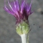  Liliane Roubaudi - Cirsium dissectum (L.) Hill [1768]