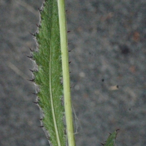 Photographie n°166947 du taxon Cirsium dissectum (L.) Hill [1768]