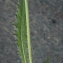  Liliane Roubaudi - Cirsium dissectum (L.) Hill [1768]