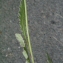  Liliane Roubaudi - Cirsium dissectum (L.) Hill [1768]