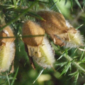 Photographie n°166952 du taxon Ulex europaeus L. [1753]