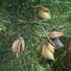 Photographie n°166954 du taxon Ulex europaeus L. [1753]