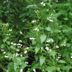 Photographie n°166961 du taxon Arabis cebennensis DC. [1821]