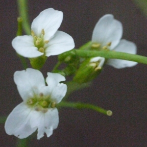 Arabidopsis cebennensis (DC.) O'Kane & Al-Shehbaz (Arabette des Cévennes)