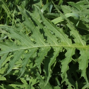 Photographie n°166976 du taxon Cirsium alsophilum (Pollini) Greuter [2003]