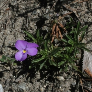 Photographie n°166990 du taxon Viola valderia All. [1785]