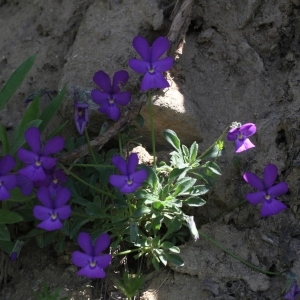 Photographie n°166991 du taxon Viola valderia All. [1785]