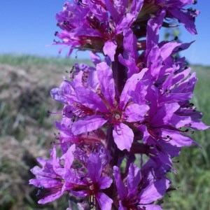 Photographie n°167000 du taxon Lythrum salicaria L.