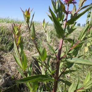 Photographie n°167002 du taxon Lythrum salicaria L.