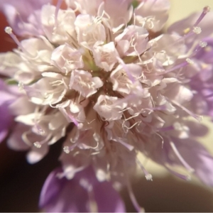 Sixalix atropurpurea (L.) Greuter & Burdet (Scabieuse des jardins)