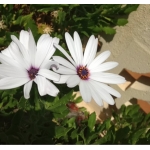 Osteospermum ecklonis (DC.) Norl. (Ostéosperme)
