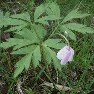 Photographie n°167050 du taxon Anemone nemorosa L. [1753]