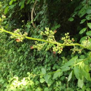 Photographie n°167063 du taxon Scrophularia nodosa L. [1753]