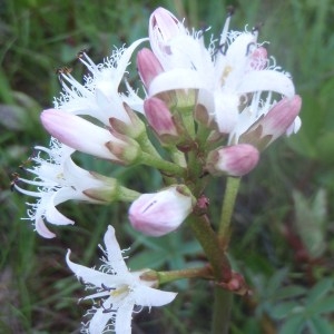 Photographie n°167067 du taxon Menyanthes trifoliata L. [1753]