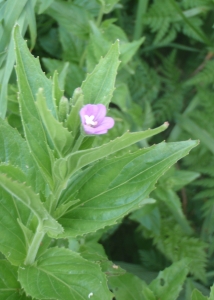 Genevieve Botti, le 10 juillet 2013 (Dienne (Puy Mary))