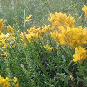 Photographie n°167083 du taxon Genista sagittalis L.