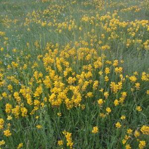 Photographie n°167084 du taxon Genista sagittalis L.