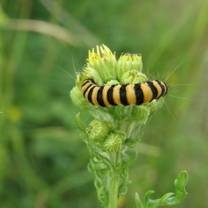 Senecio jacobaea L. et tyria jacobaeae [nn] par Marie-Ange YPRES le 22/06/2008 - Cesson