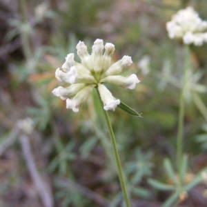 Dorycnium pentaphyllum Scop. (Dorycnie à cinq feuilles)
