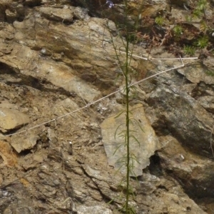 Photographie n°167125 du taxon Anarrhinum bellidifolium (L.) Willd. [1800]