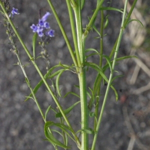 Photographie n°167127 du taxon Anarrhinum bellidifolium (L.) Willd. [1800]