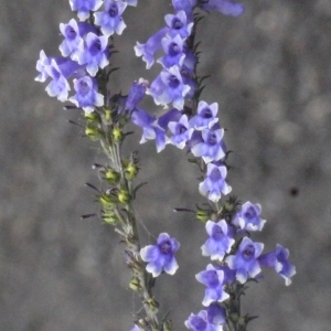 Photographie n°167128 du taxon Anarrhinum bellidifolium (L.) Willd. [1800]