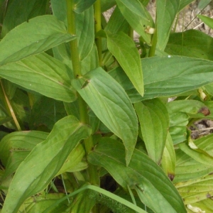 Photographie n°167136 du taxon Digitalis lutea L.