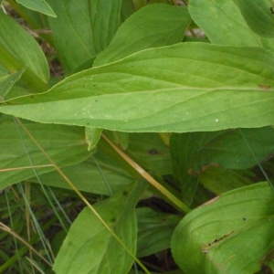 Photographie n°167137 du taxon Digitalis lutea L.