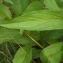  Liliane Roubaudi - Digitalis lutea L.