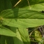  Liliane Roubaudi - Digitalis lutea L.