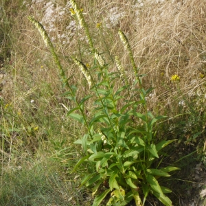 Photographie n°167139 du taxon Digitalis lutea L.