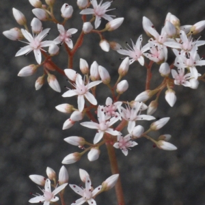 Photographie n°167142 du taxon Sedum album L.