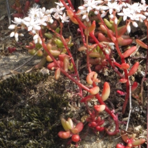 Photographie n°167146 du taxon Sedum album L.