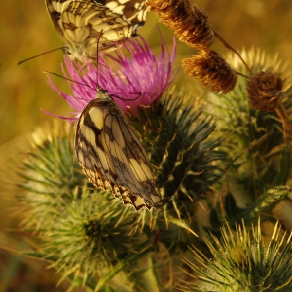 Cirsium vulgare (Savi) Ten. [1838] [nn17870] par Gisèle Arliguie le 04/07/2011 - Planguenoual