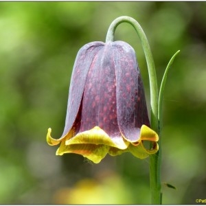 Fritillaria lurida Salisb. (Fritillaire des Pyrénées)