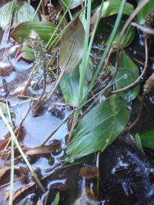 Genevieve Botti, le 10 juillet 2013 (Saint-Gérons (Puy du Lac))
