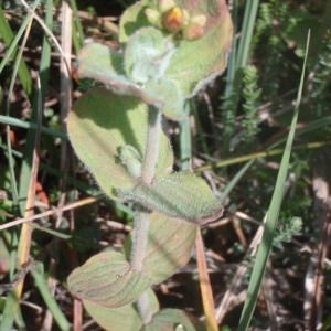 Photographie n°167192 du taxon Hypericum elodes L. [1759]