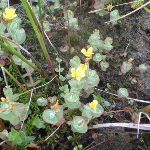 Photographie n°167195 du taxon Hypericum elodes L. [1759]