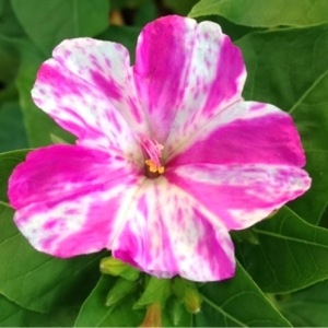 Photographie n°167208 du taxon Mirabilis jalapa L. [1753]