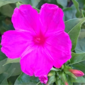 Photographie n°167210 du taxon Mirabilis jalapa L. [1753]