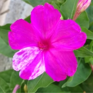 Photographie n°167212 du taxon Mirabilis jalapa L. [1753]