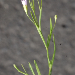 Photographie n°167220 du taxon Gypsophila muralis L. [1753]