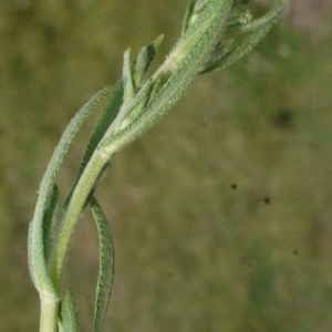 Photographie n°167221 du taxon Achillea ptarmica subsp. pyrenaica (Sibth. ex Godr.) Heimerl [1884]