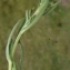  Liliane Roubaudi - Achillea ptarmica subsp. pyrenaica (Sibth. ex Godr.) Heimerl [1884]