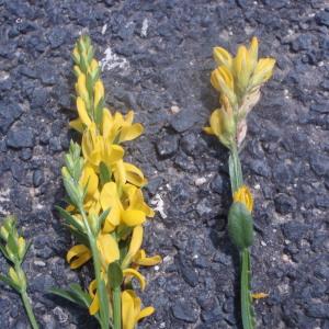 Photographie n°167238 du taxon Genista sagittalis L.