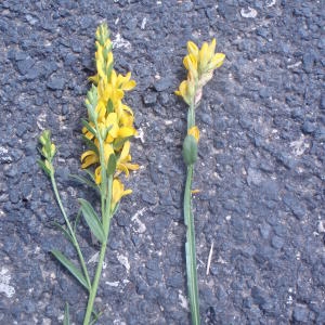 Photographie n°167239 du taxon Genista sagittalis L.