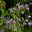  Marc Chouillou - Campanula rapunculus L.