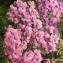  Jean-Claude Echardour - Achillea millefolium subsp. millefolium