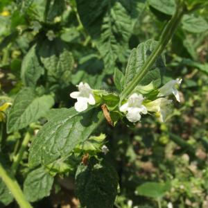 Melissa officinalis L. (Mélisse officinale)