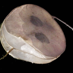 Photographie n°167259 du taxon Lunaria annua L.